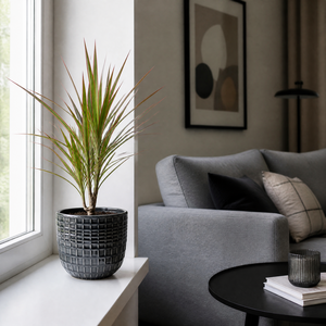Plants By Post Dracaena Marginata Dragon Tree A