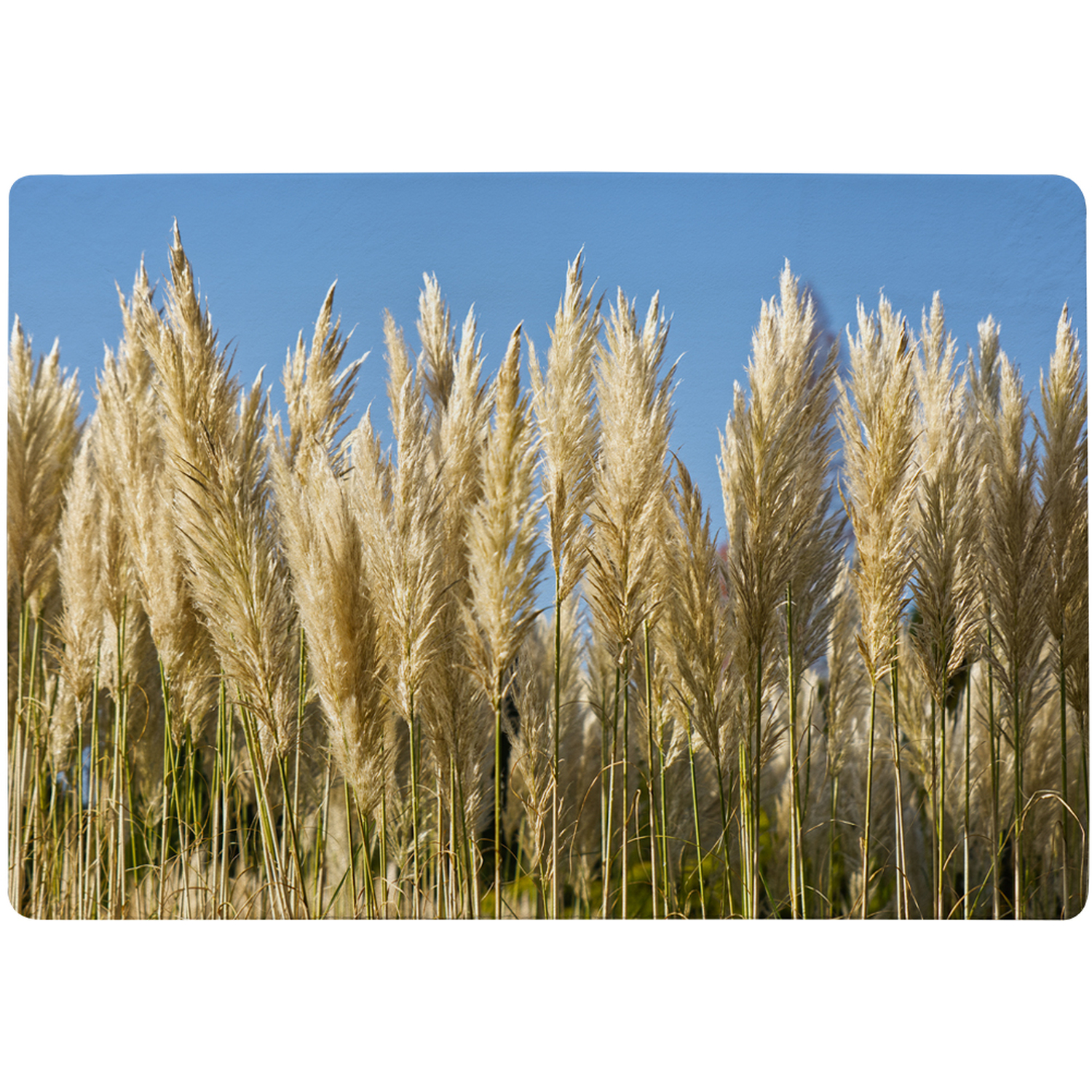 Pampus Grass Designer Rug - Yellow / 200cm thumbnail