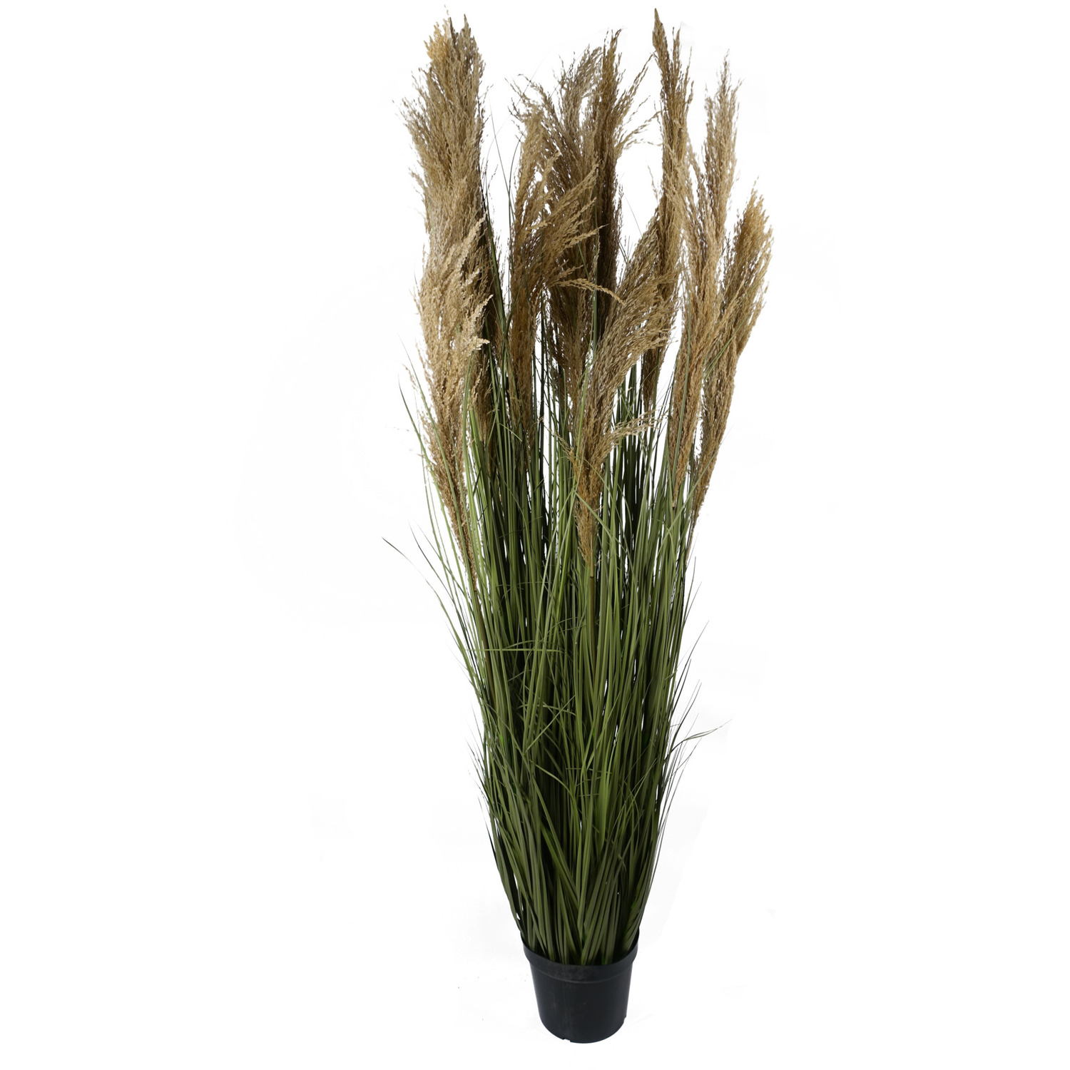 Realistic Natural Pampas Grass Plant - Pampas Grass