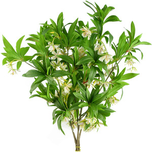 Pack of 6 x Artificial Hainan Elaeocarpus Stem
