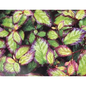 Parrotia Persica Bella Tree, 6ft, 12L Pot by Directplants