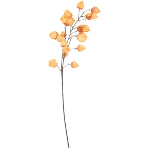 Assorted Physalis Stem