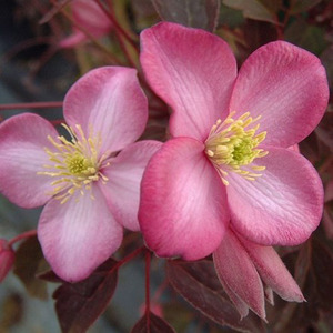 Clematis Freda Pink Flowering Vine Climbing Plant