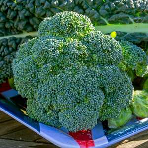 Marshalls Garden Calabrese 'Marathon' F1 Seeds - RHS AGM, High-Yield
