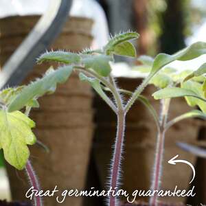 Marshalls Garden Sungrape F1 Tomato Seeds - Sweet Orange-Red Cherry