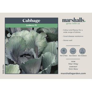 Lodero F1 Hybrid Red Cabbage Seeds - Clubroot-Resistant, 20 Seeds