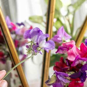Unwins Sweet Pea Seeds 'Flower Arranger's Blend' - Fragrant Long-Stem Cut-Flower Mix
