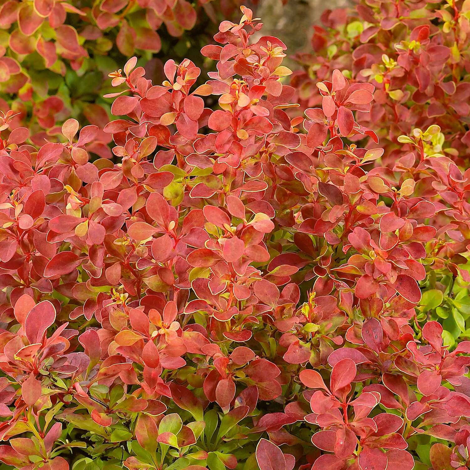 Marshalls Garden Berberis 'Orange Rocket' - 3L Pot - Orange / 3