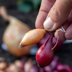 Marshalls Garden Concentrated Slow Release Onion, Garlic & Shallot Feed Granules