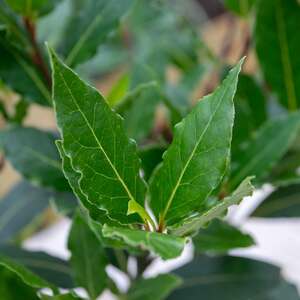 Kitchen Bay Tree (Laurus nobilis) 3 x 14cm Compact Evergreen Culinary Herb