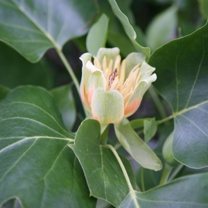 Plant Theory Fastigiatum Tulip Tree Liriodendron Tulipifera 12L Pot 1 - 1.25m