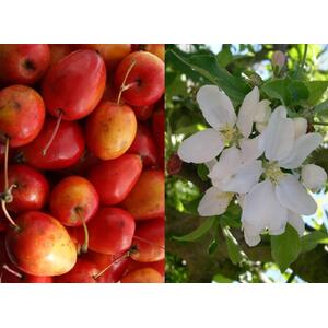 Malus Jelly King Crab Apple Tree, 6ft, 12L Pot by Directplants