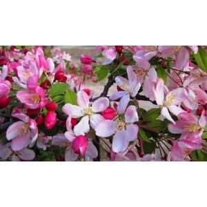 Malus Pink Perfection Crab Apple Tree, 6ft, 12L Pot by Directplants