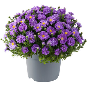 Festival Colours Viola