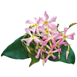 Trachelospermum Pink Showers Pink Flowering Vine Climbing Plant