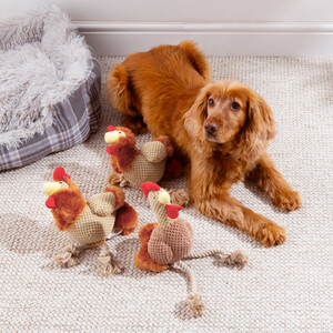 Giggling Chicken Dog Toy