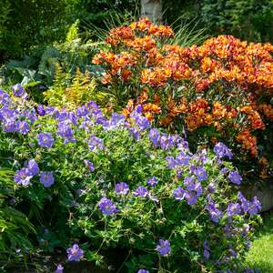 Marshalls Garden Geranium 'Rozanne' 9cm Hardy Perennial, Long-Flowering Violet-Blue Blooms