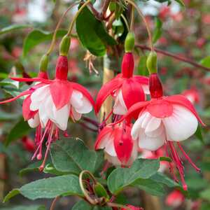 Fuchsia Standard 'Snowcap' - RHS Awarded 50-60 cm Standard 3L Plant