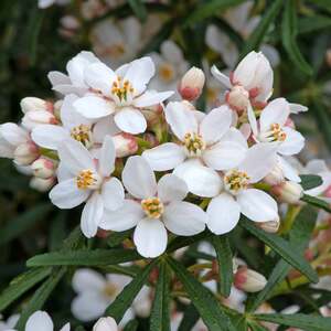 Choisya 'Scented Gem'