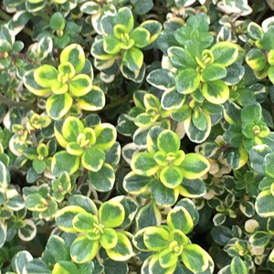 Set of 3 Thyme Lemon iegated Lemon iegated Thyme Or Thymus 9cm Pot Herb Garden Plant