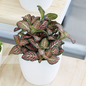 Plant Theory Fittonia Bottle Garden Terrarium Plant Snakeskin 6cm Pot