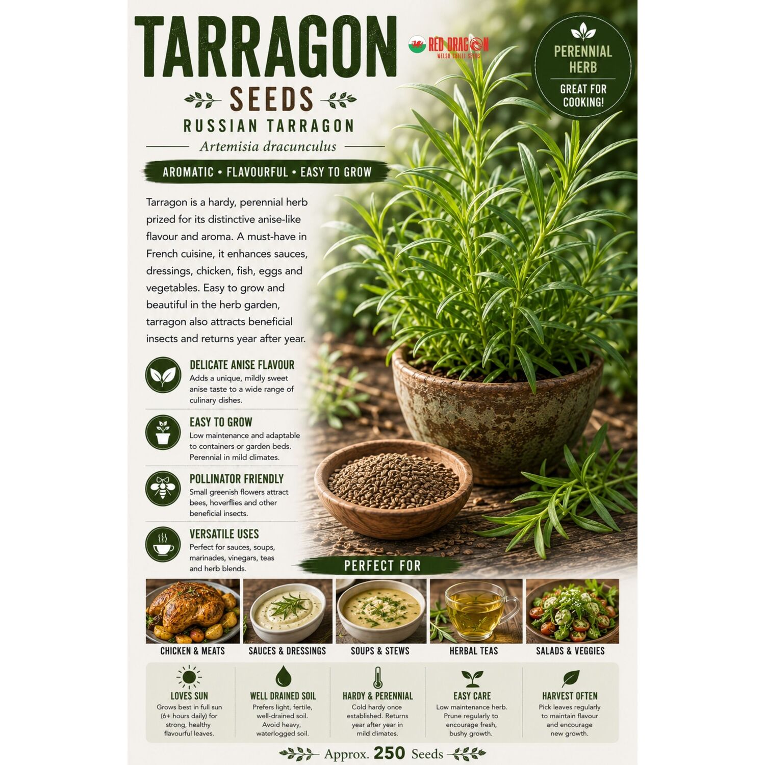 B&Q -  Tarragon Seeds For Home Garden Growing - Image 2