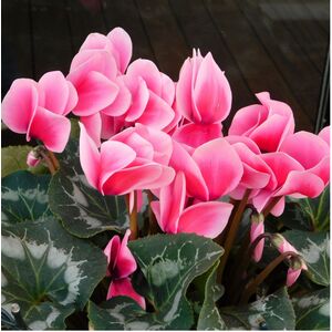 Plants By Post Cyclamen Silver Leaf Salmon Flowering Outdoor Plants 10.5cm Pots