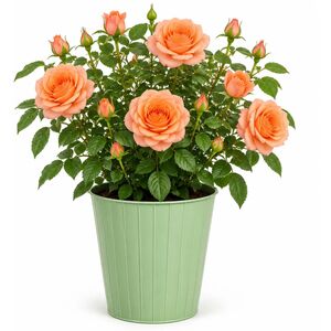 Plants By Post 3L You're Beautiful Light Pink Rose Bush F