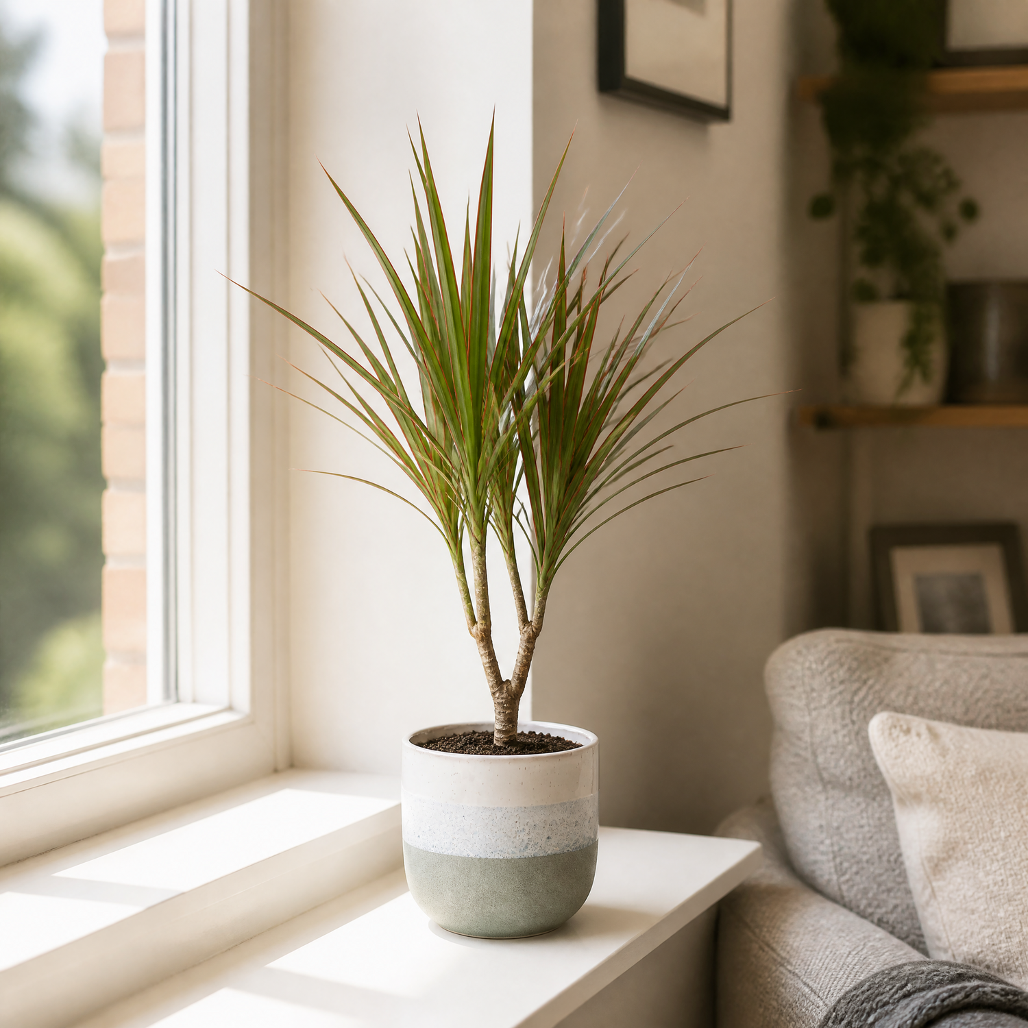 Plants By Post Dracaena Marginata Dragon Tree D - Grey Stoneware