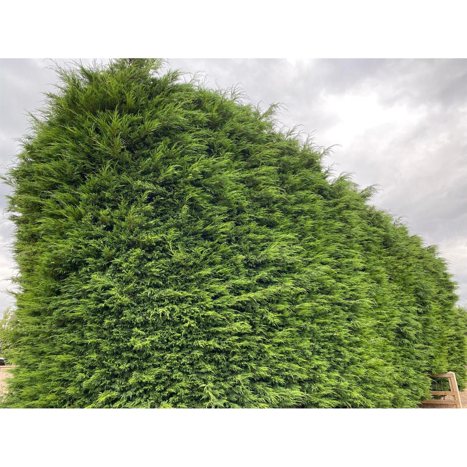 10X TREES GREEN LEYLANDII HEDGING CONIFER 3.5-4 FOOT PLANTS 2LT POTS EVERGREEN main image 1