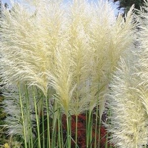 Cortaderia Selloana White Pampas Grass Plant 3-4ft in a 7.5 Litre Pot