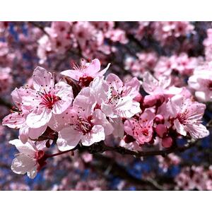 Prunus Cerasifera Tree, 6ft, 12L Pot by Directplants