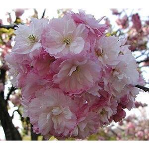 Prunus Pink Perfection Cherry Blossom Tree, 6ft, 12L Pot by Directplants