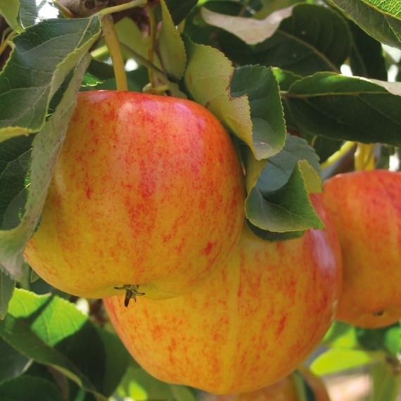 Apple Malus Mini Gala Fruit Tree