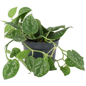 Satin Pothos Plant 12cm Pot - Indoor Trailing Houseplant Air Purifier