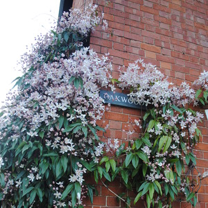 Clematis armandii Appleblossom