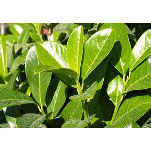 10x Cherry Laurel Evergreen Hedging Plants Large 60-80cm in 3 L Pots