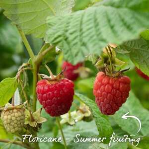 Marshalls Garden Glen Ample Raspberry - Midseason, High-Yield, Spine-Free Canes
