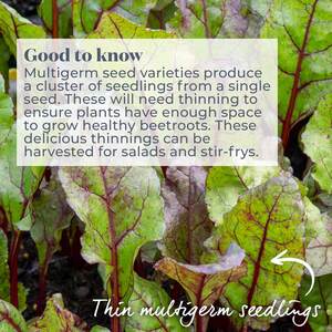 Marshalls Garden Baby Beet Action F1 Beetroot Seeds - Early, Bolt-Resistant, 380 Seeds