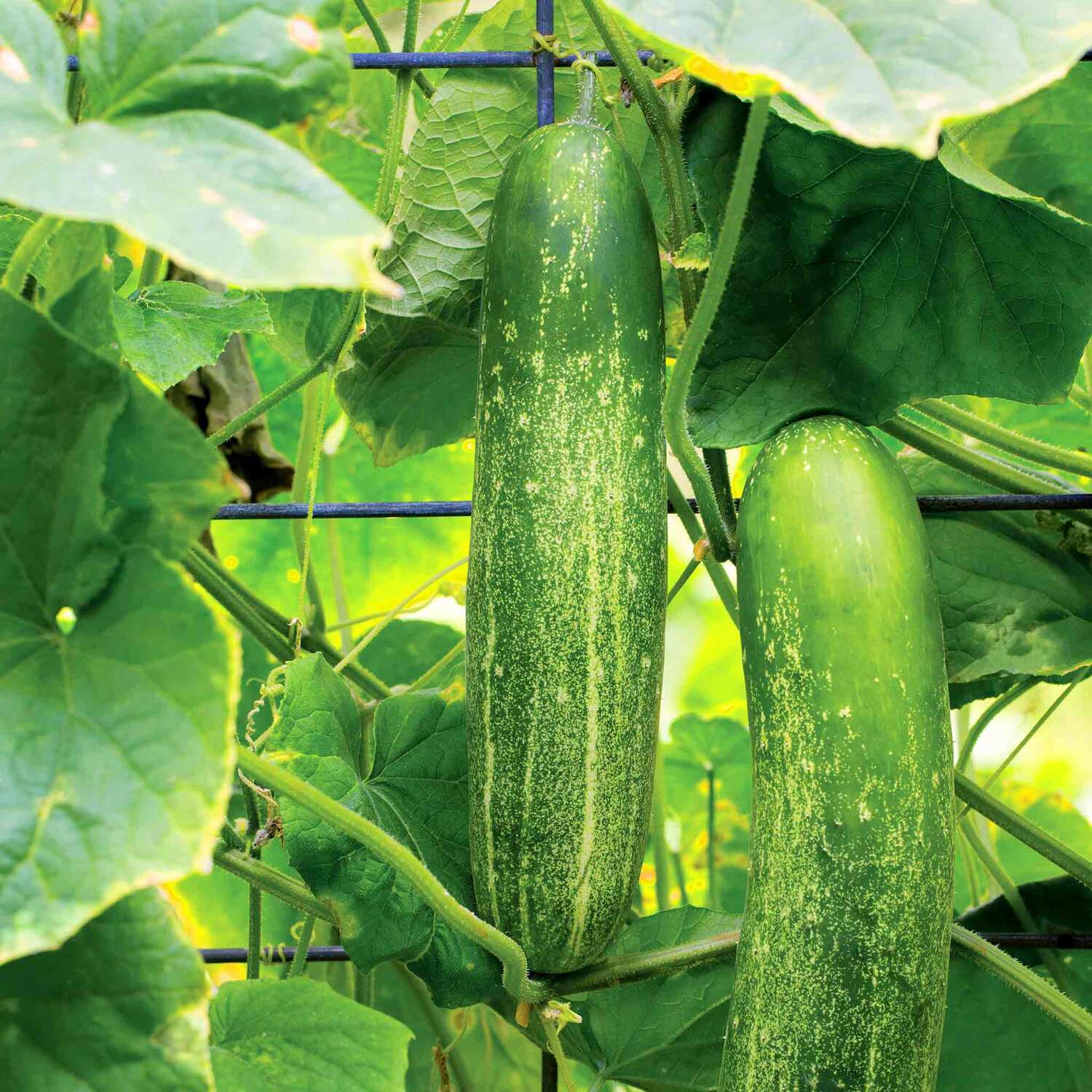 Chilli Pepper Seeds ¿ Orange Pepperoncini, Traditional Italian Variety, Compact High-Yielding - Red