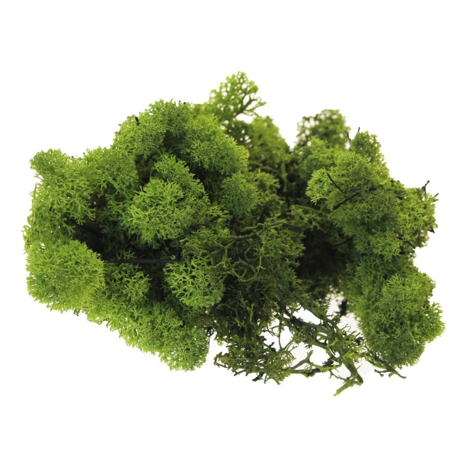  - Olive Reindeer Moss 500GGreen - Image 3