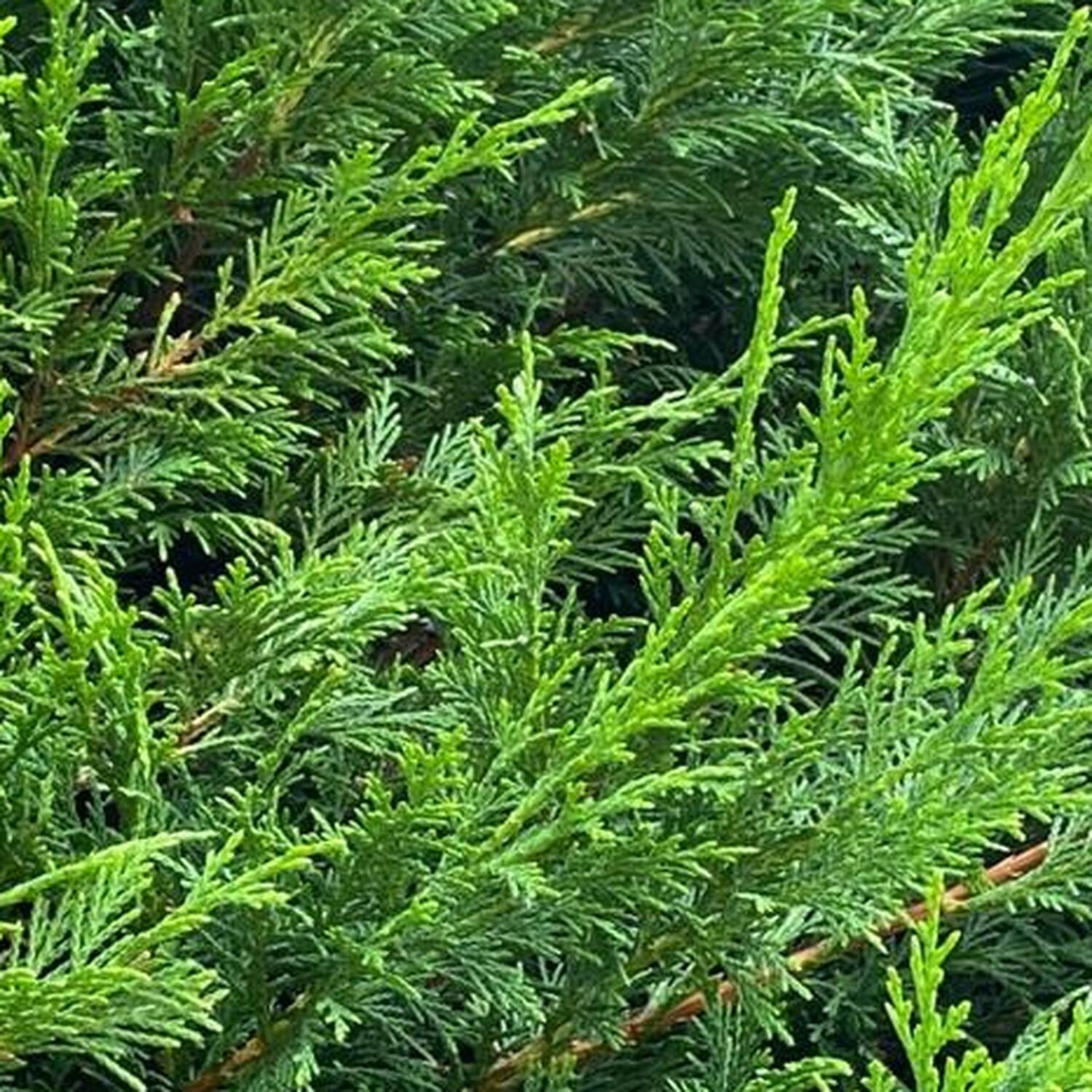 5X Large Green Leylandii Cupressocyparis Leylandii Hedging Trees 3-4ft in Pots main image 1