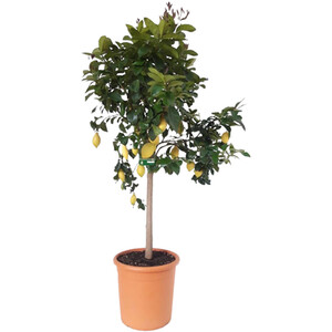 Olea Europaea Plant