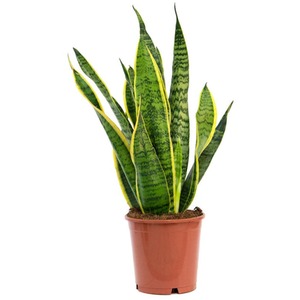 Laurentii Snake Houseplant