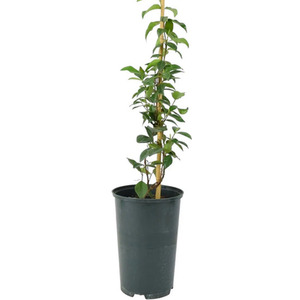 Fragrant Star Jasmine Climber in 3L Pot - Trachelospermum Jasminoides