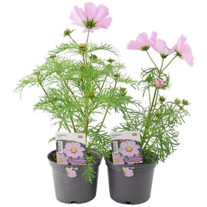 Cosmos Pink - 2 x 1L Pots - British Grown Summer Flowering Plants