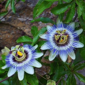 Passiflora Caerulea Passion Flower Blue Flowering Vine Plant