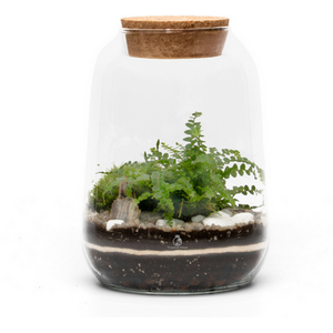 DIY Closed Terrarium Kit with Live Fern and Moss in Glass Jar with Cork Lid