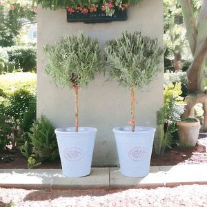  shot 12603229