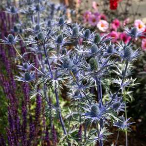 Marshalls Garden Eryngium 'Big Blue', Hardy RHS AGM sea holly, 0.1 0.5m 9cm Plant